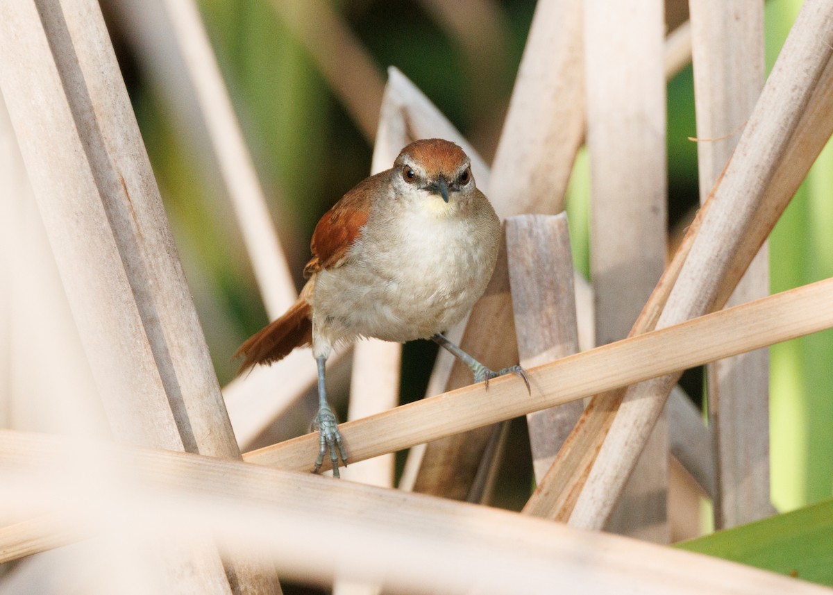 Yellow-chinned Spinetail - ML616478181