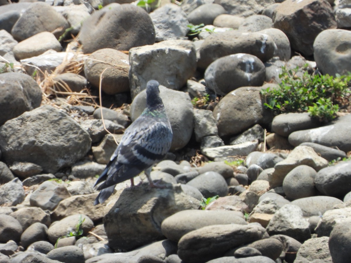 Rock Pigeon (Feral Pigeon) - ML616478228