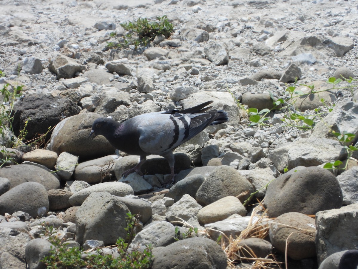 Rock Pigeon (Feral Pigeon) - ML616478230