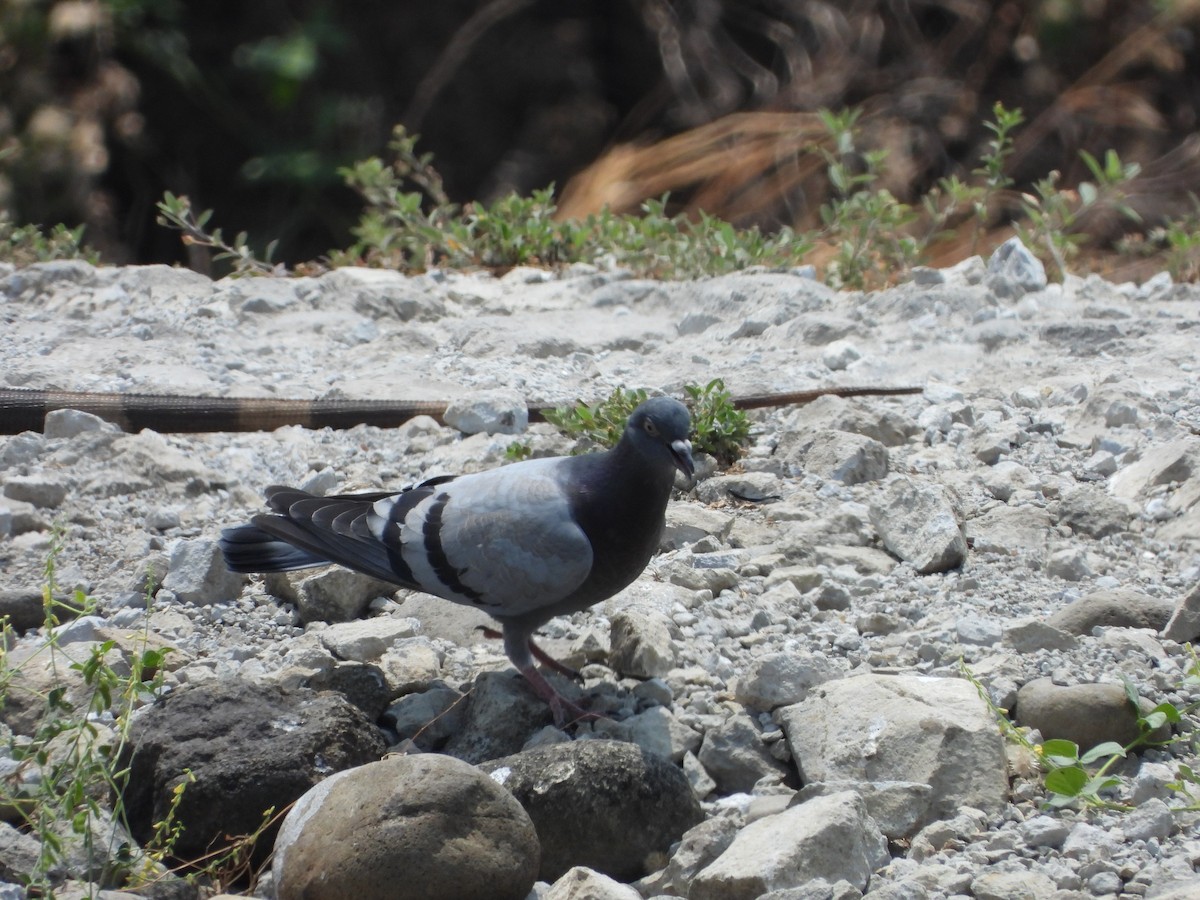 Rock Pigeon (Feral Pigeon) - ML616478231