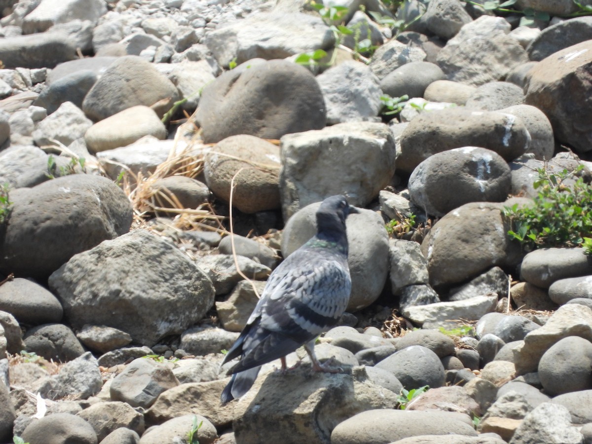 Rock Pigeon (Feral Pigeon) - ML616478232