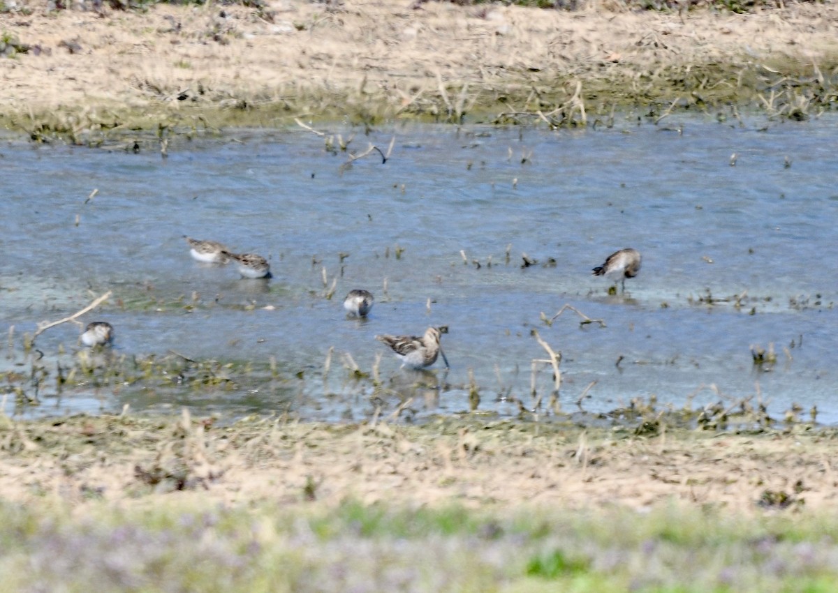Wilson's Snipe - ML616478242