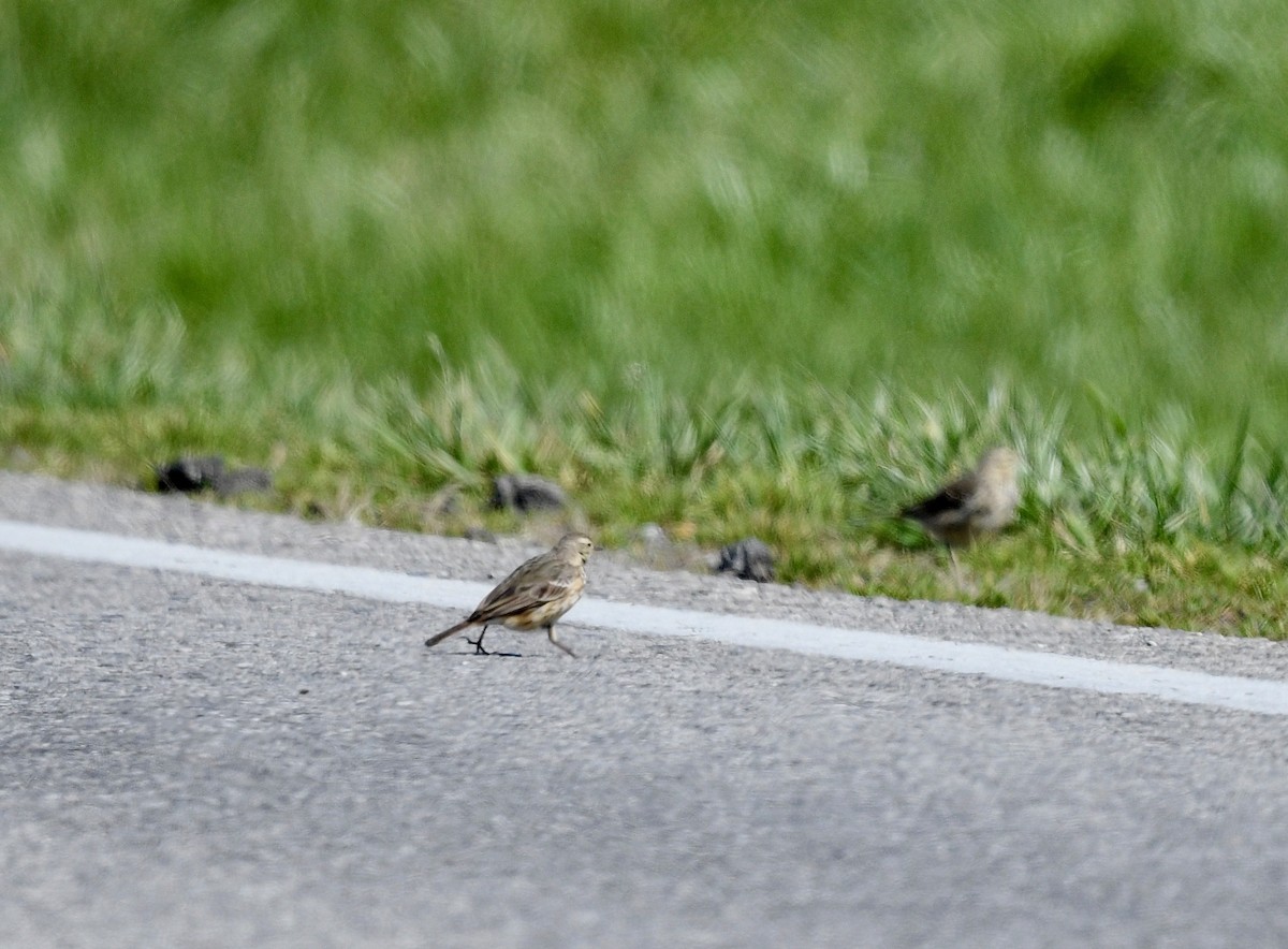 American Pipit - ML616478245