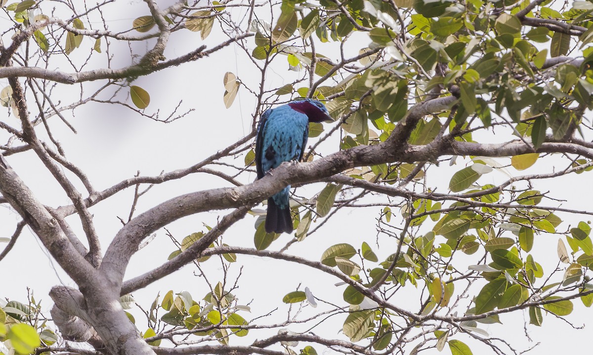 Spangled Cotinga - Steve Kelling