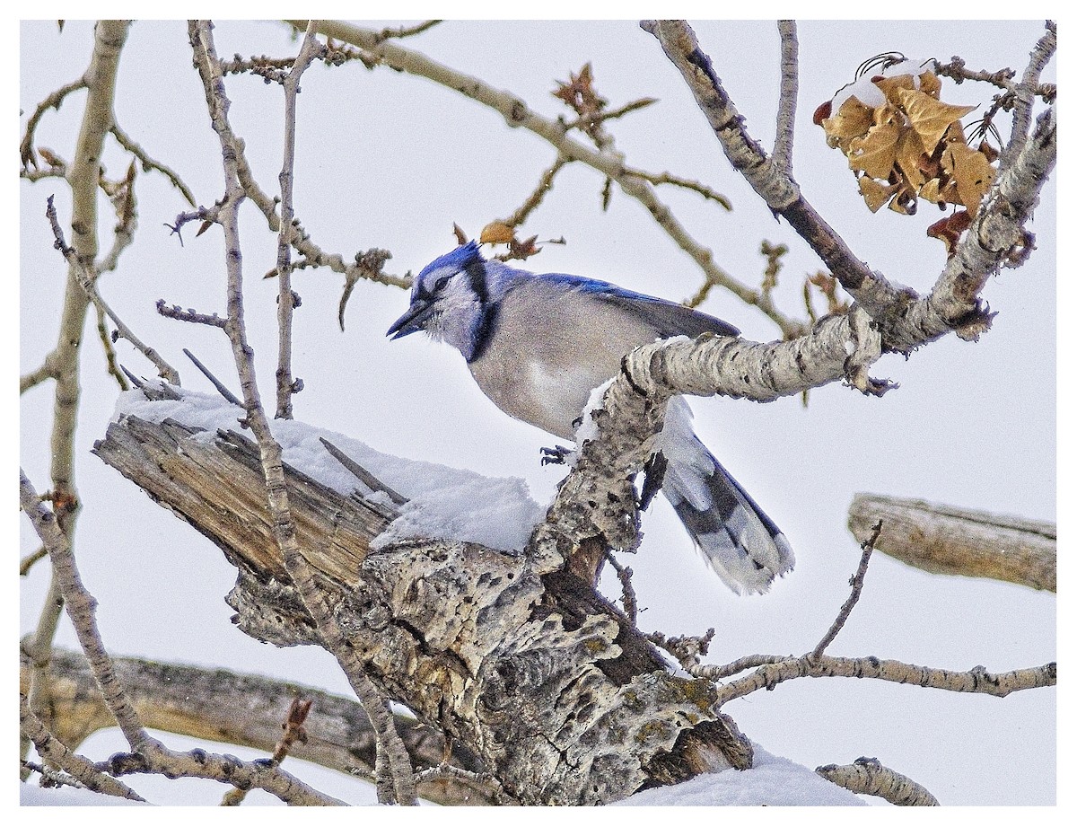 Blue Jay - Doug Lawson