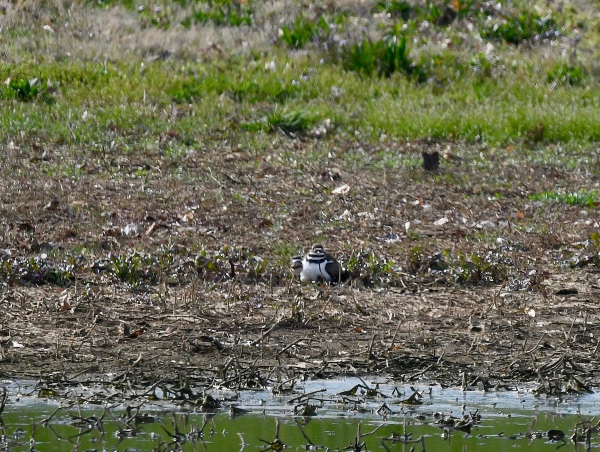 Killdeer - ML616478288