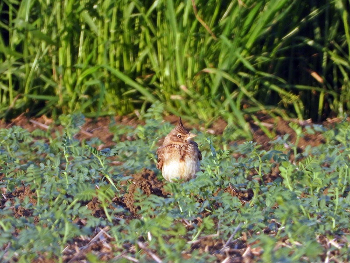 Crested Lark - ML616478297