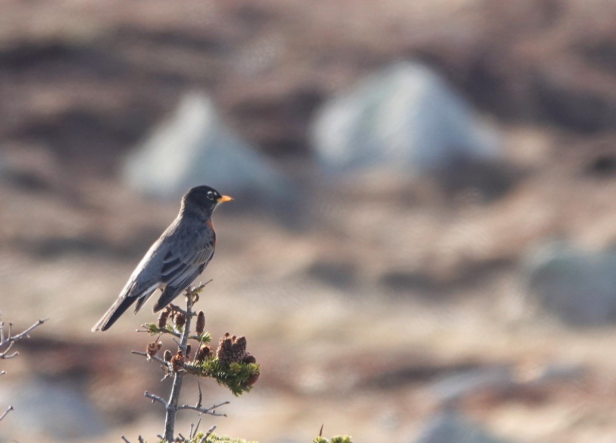 American Robin - ML616478299