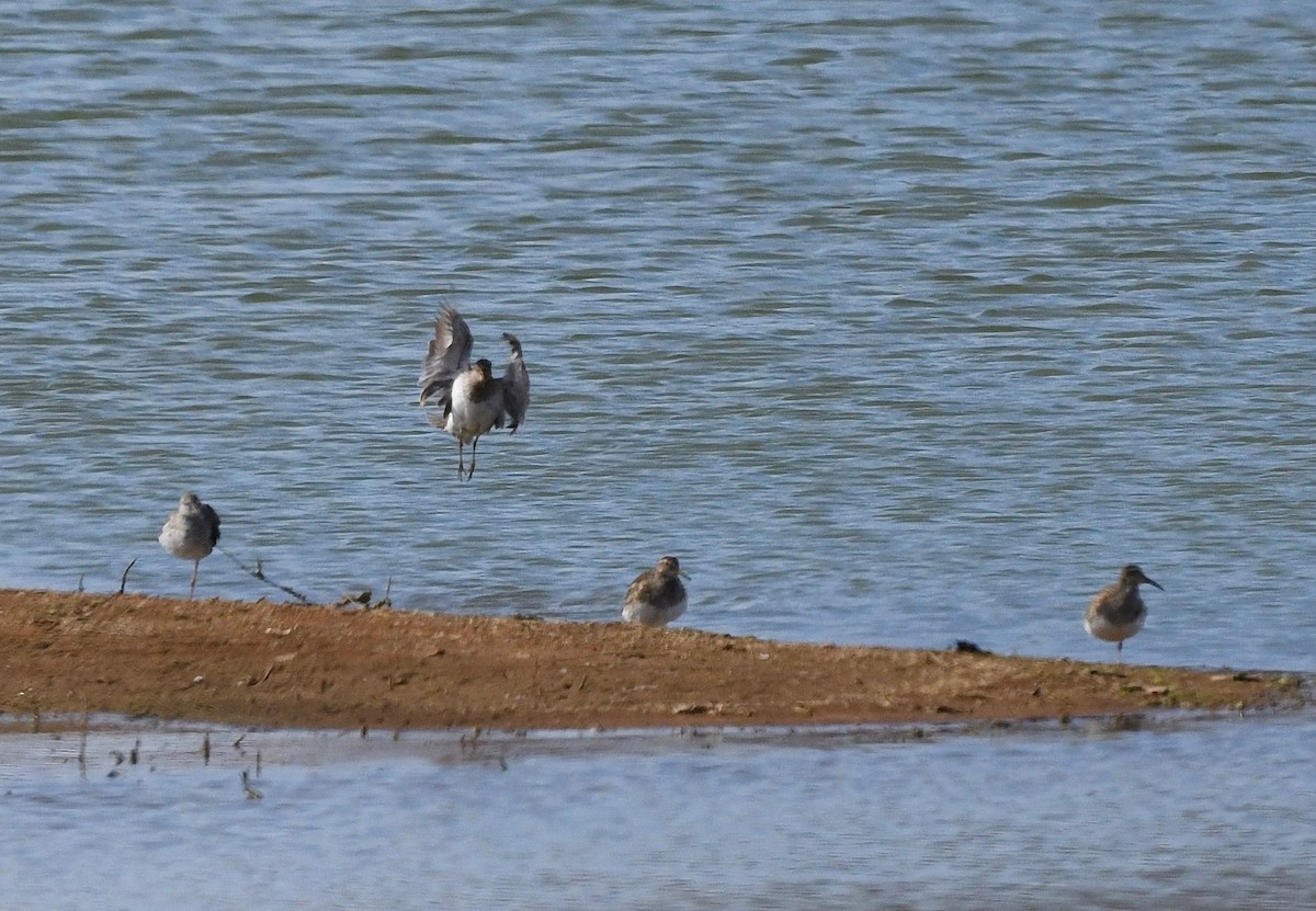 Pectoral Sandpiper - ML616478300