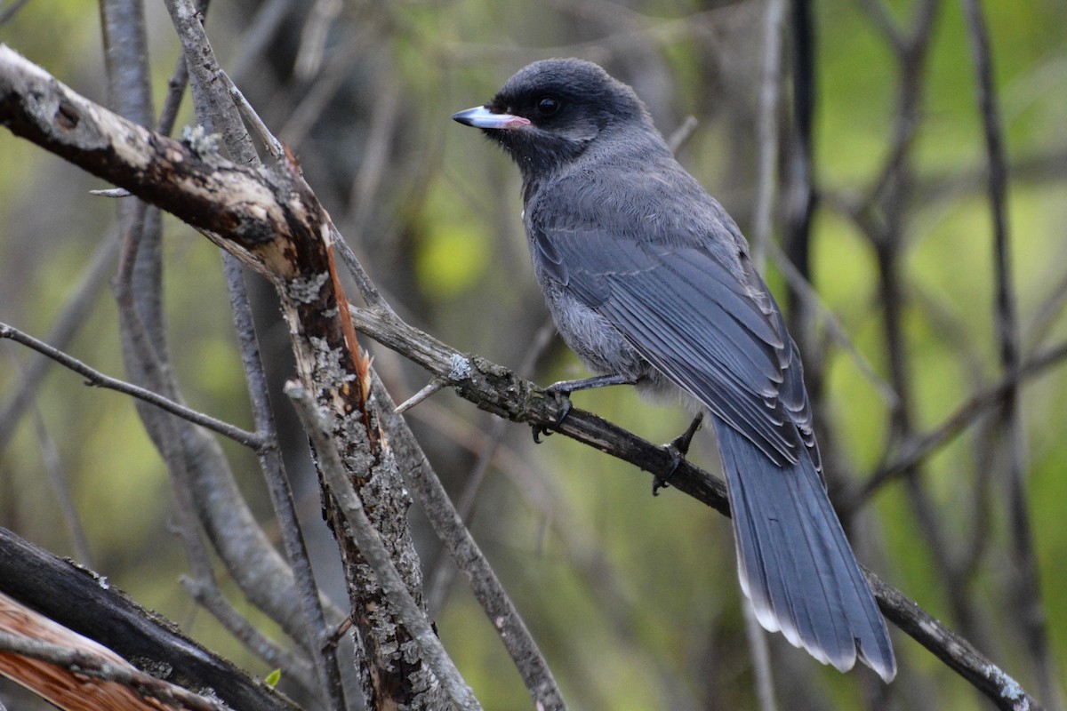 Canada Jay - ML61647831