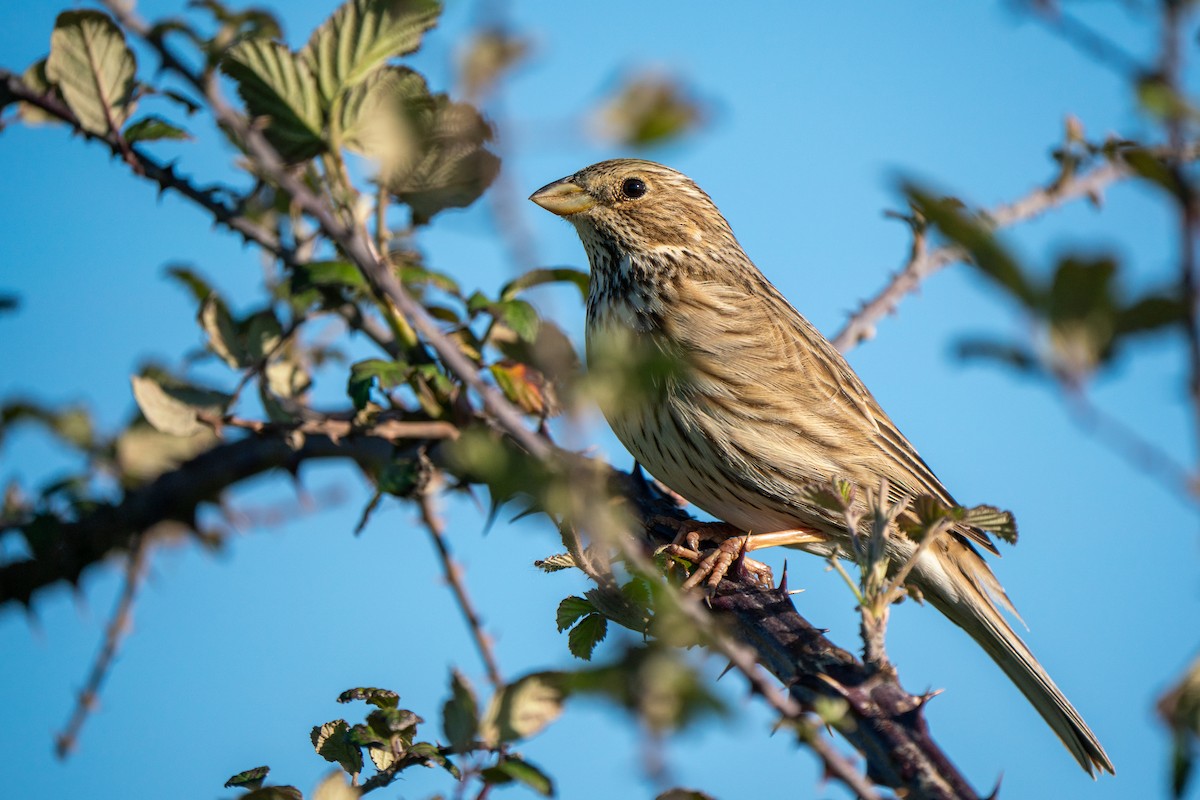 Corn Bunting - Hichem MACHOUK