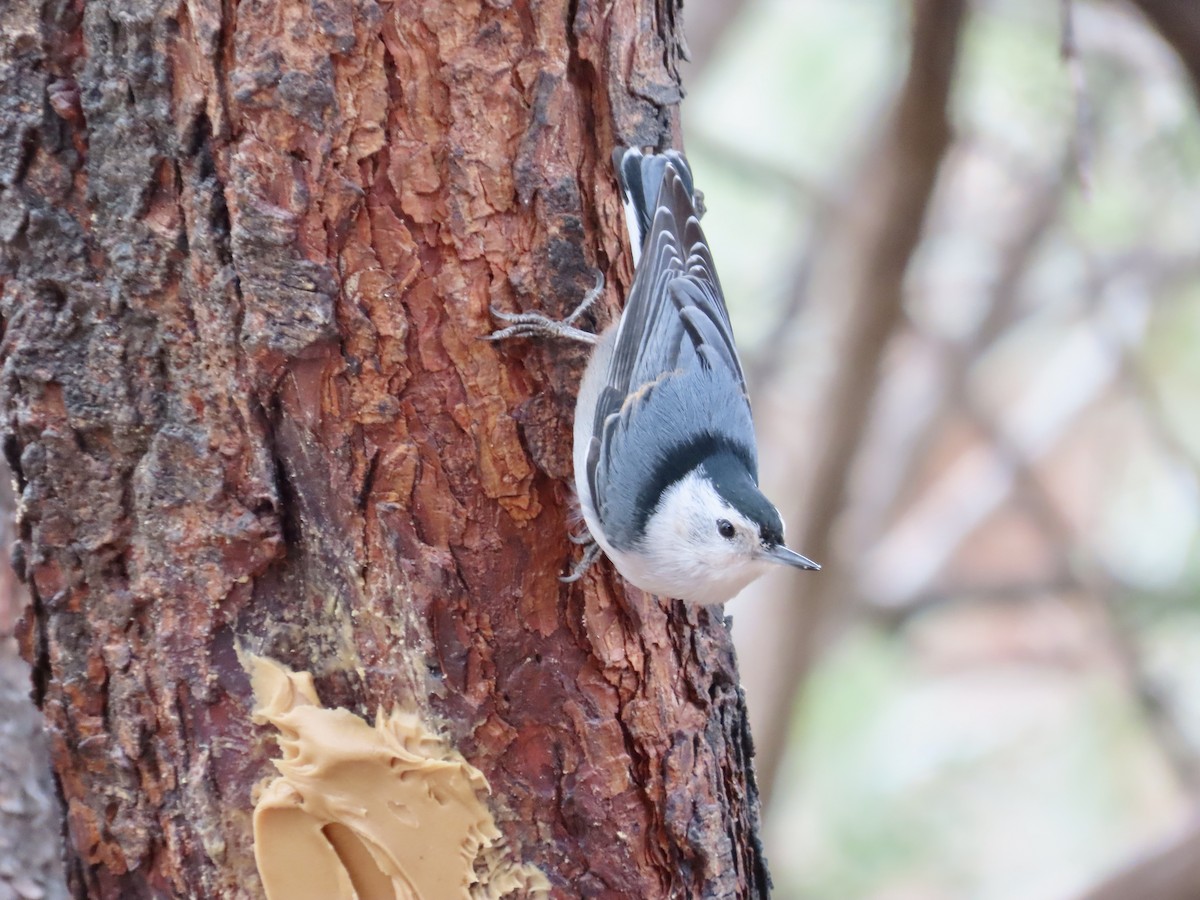 White-breasted Nuthatch - ML616478350