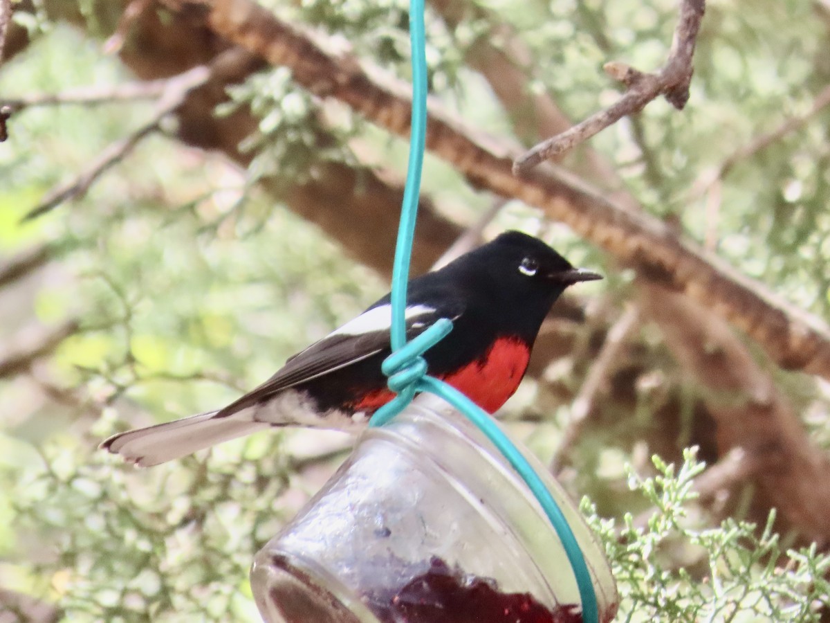 Painted Redstart - ML616478397