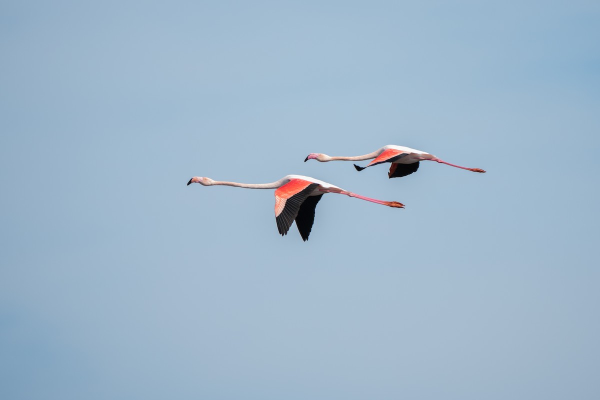 Greater Flamingo - ML616478427