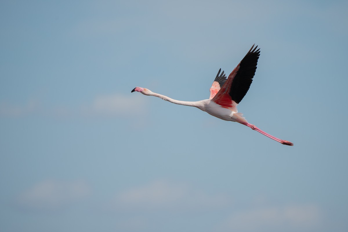 Greater Flamingo - ML616478428