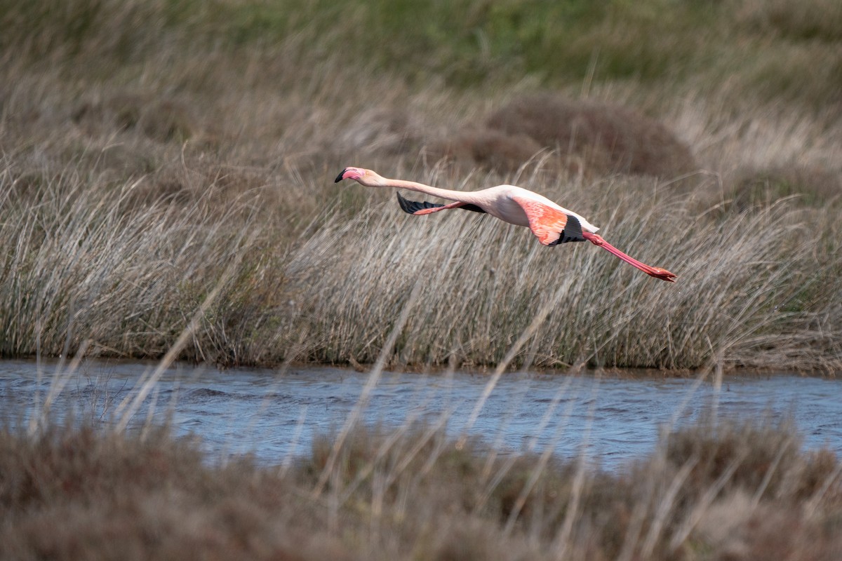 Greater Flamingo - ML616478430