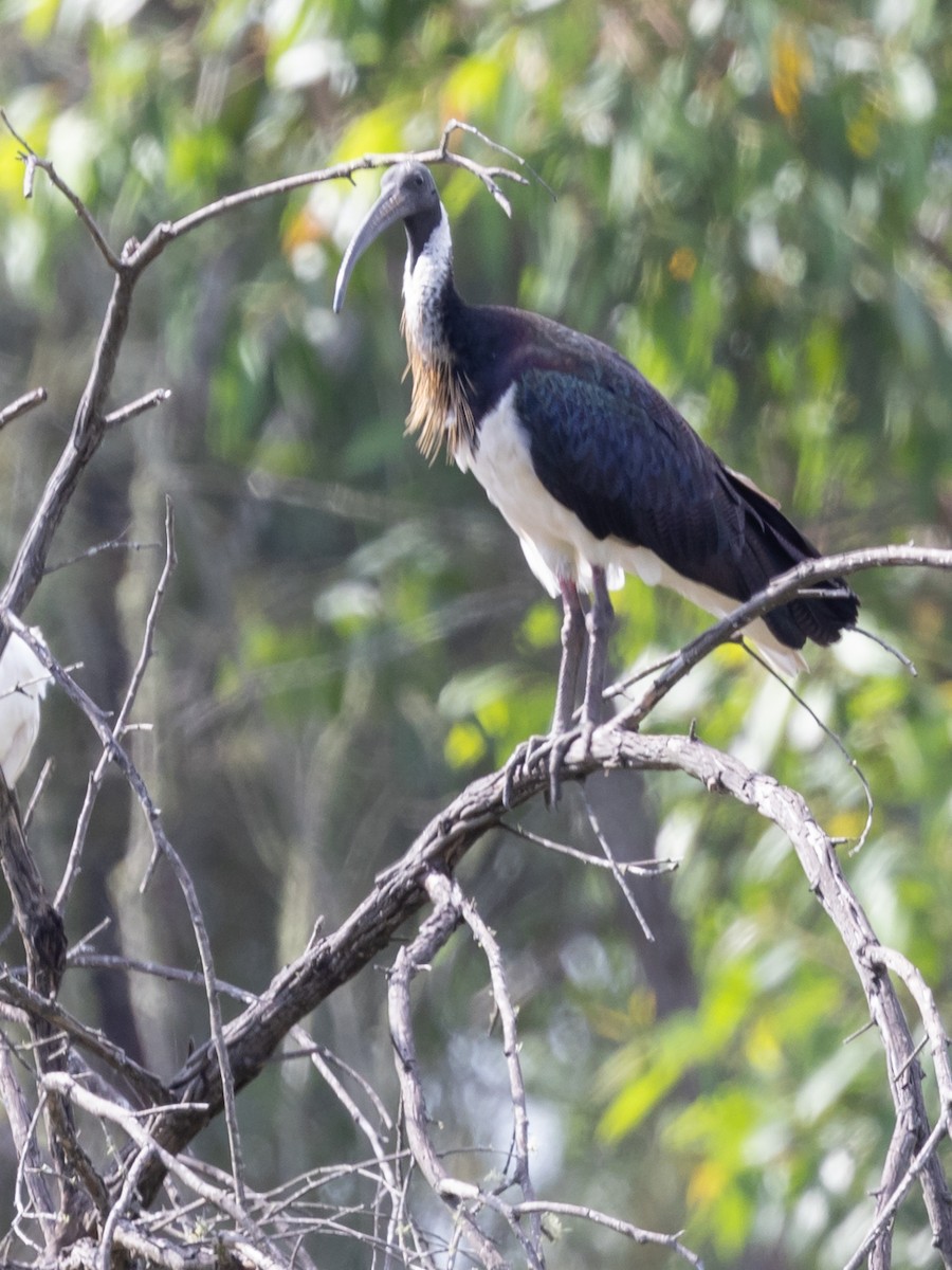 Straw-necked Ibis - ML616478439