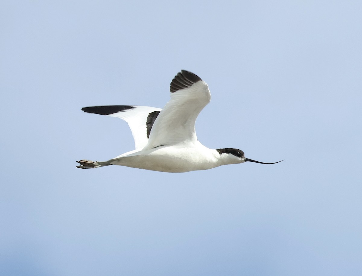 Avocette élégante - ML616478454