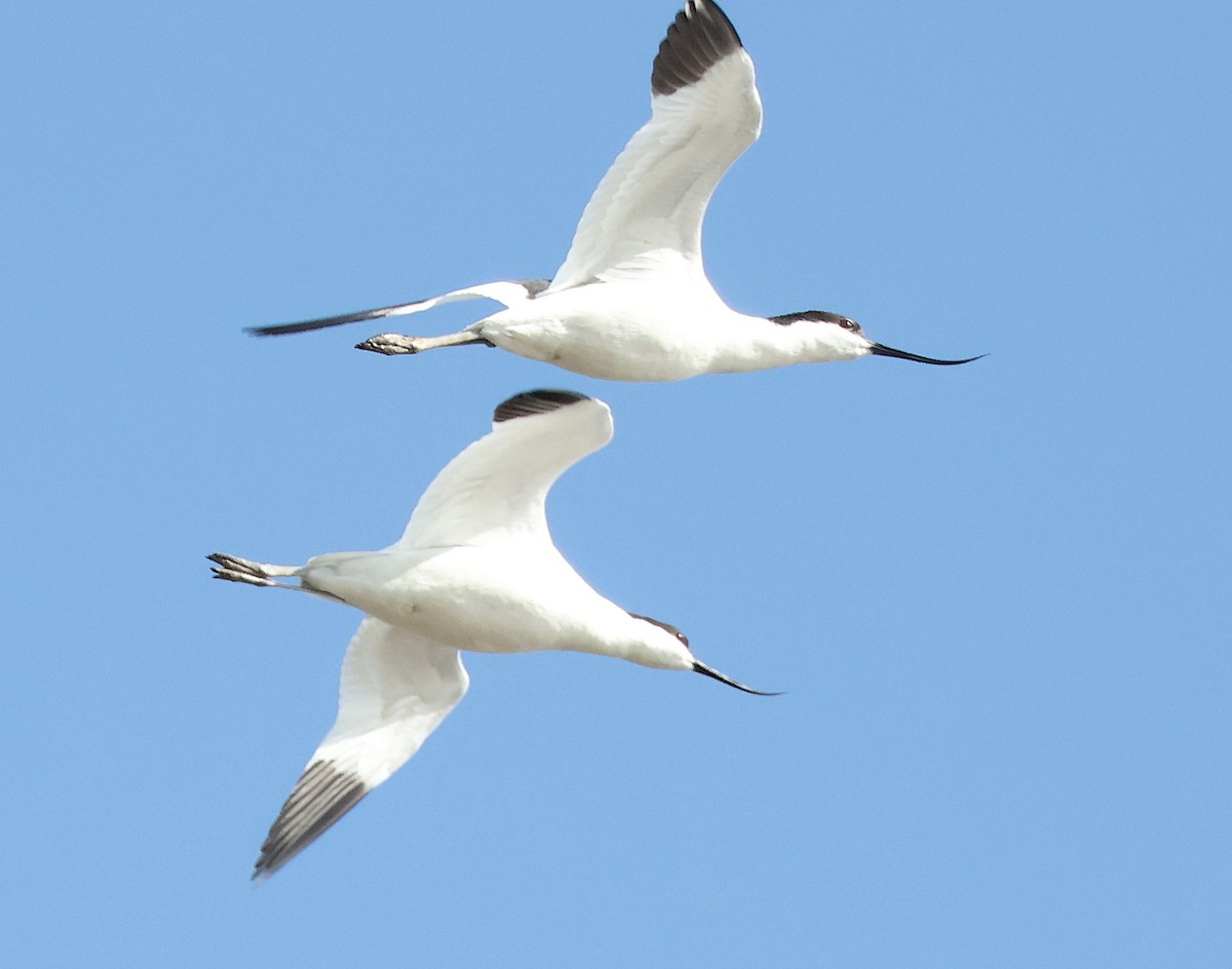 Avocette élégante - ML616478458