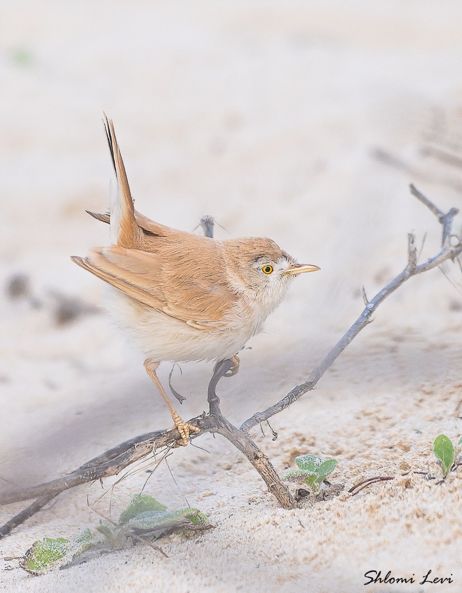 African Desert Warbler - ML616478491