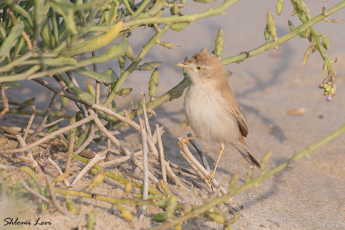 African Desert Warbler - ML616478495