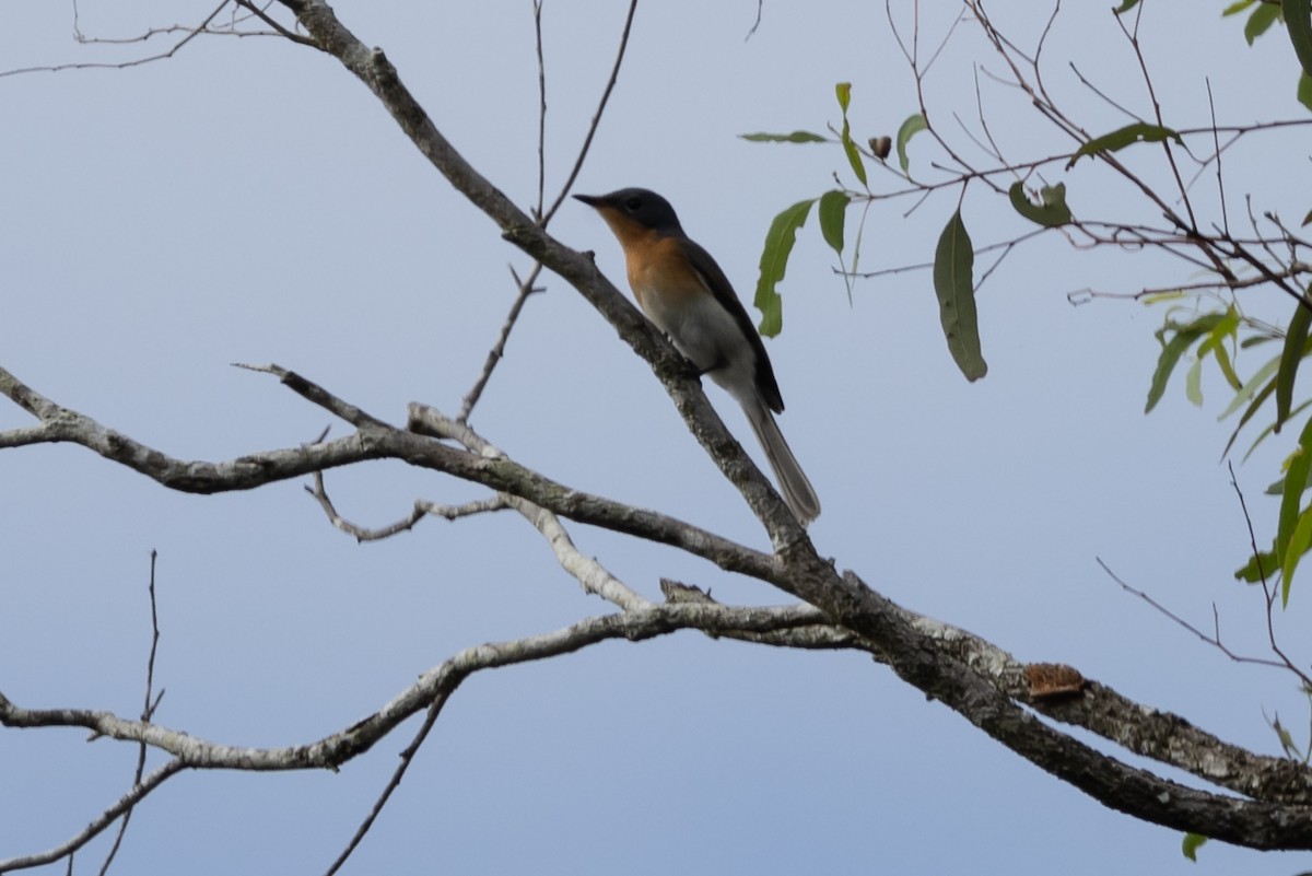 Leaden Flycatcher - ML616478501