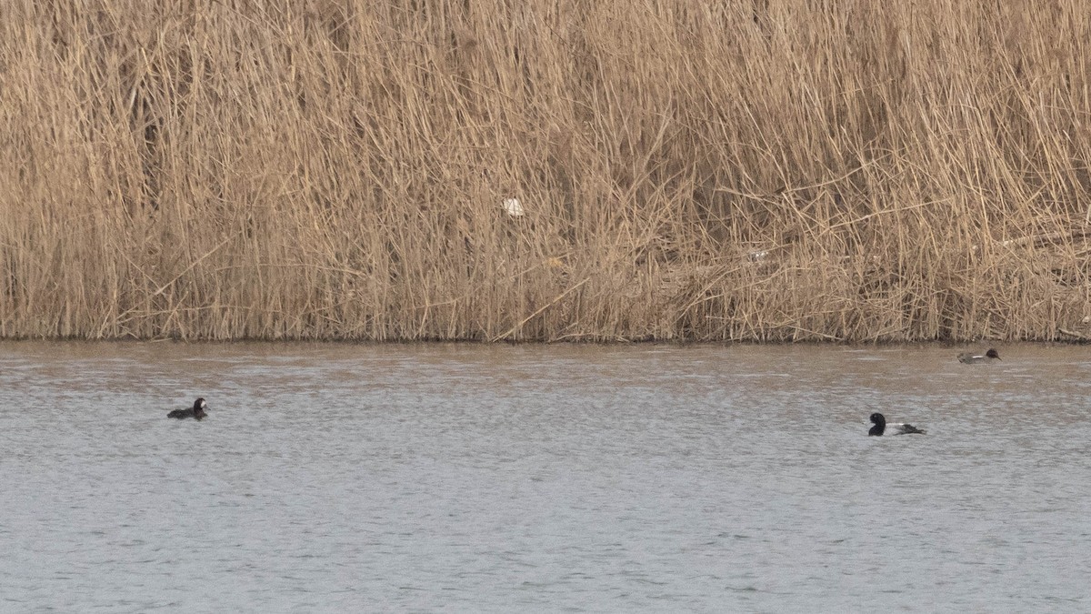 Greater Scaup - ML616478532