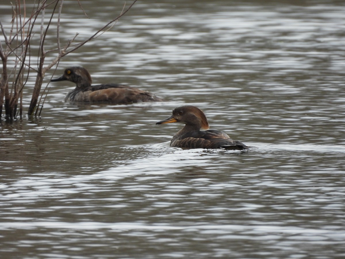 Hooded Merganser - ML616478548