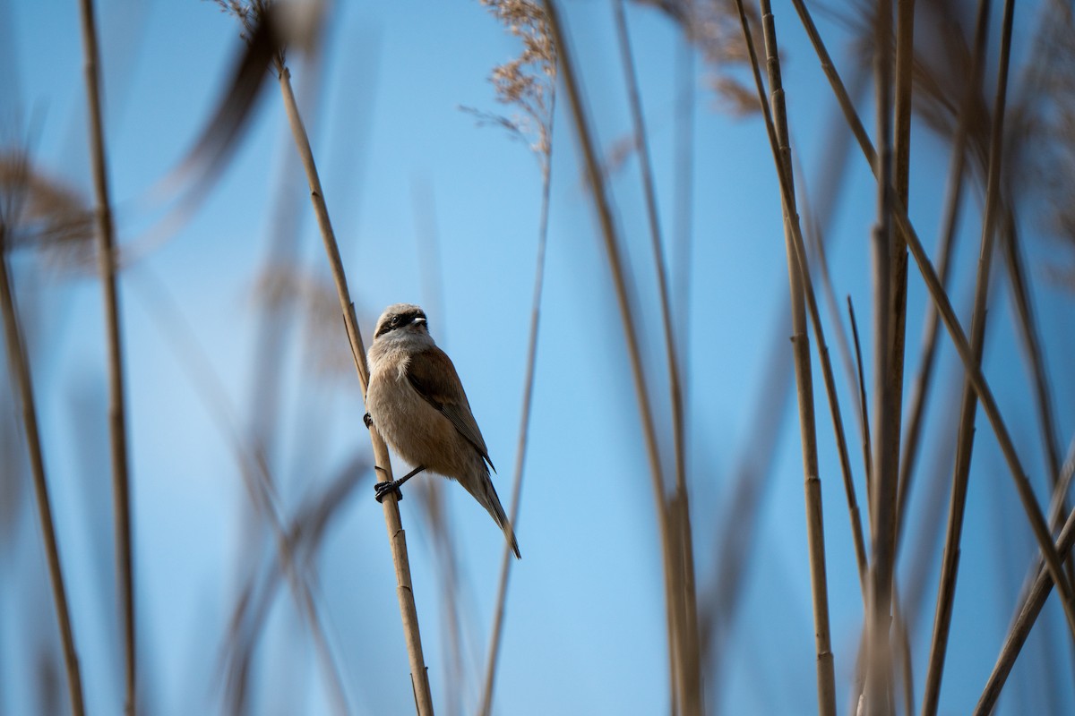 Eurasian Penduline-Tit - Hichem MACHOUK