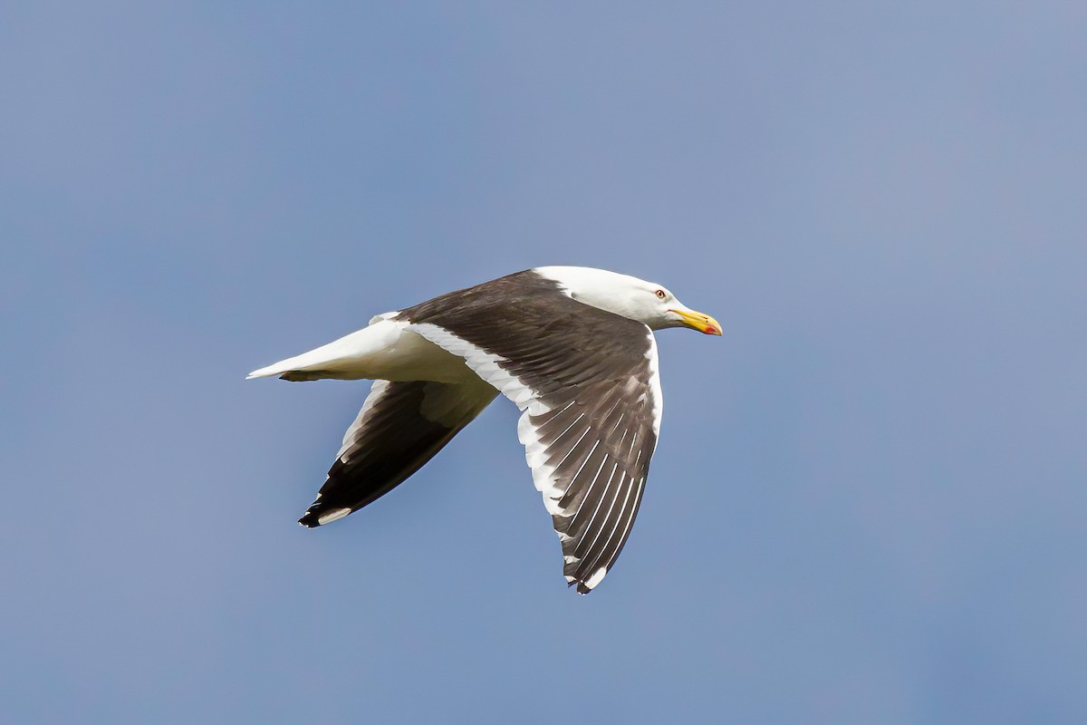 Kelp Gull - ML616478578