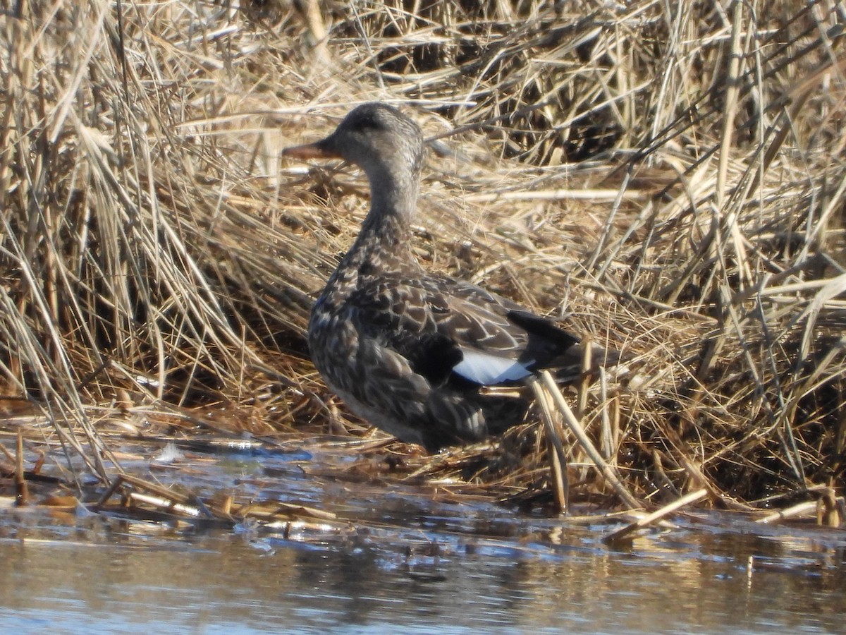 Gadwall - ML616478618