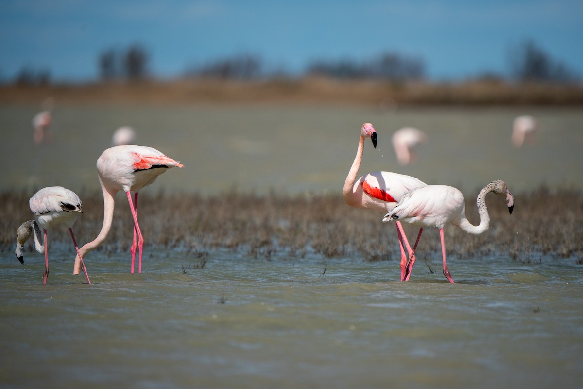 rosenflamingo - ML616478645