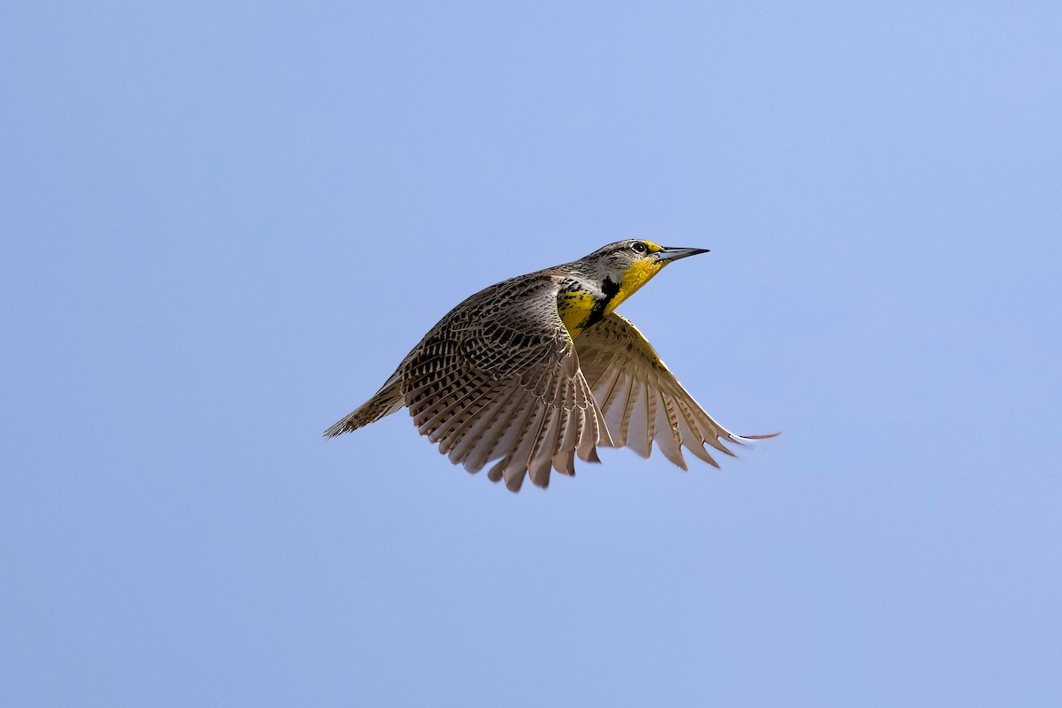 Western Meadowlark - ML616478690