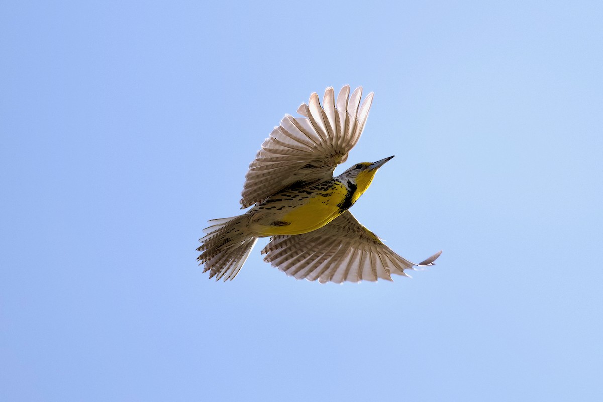 Western Meadowlark - ML616478692