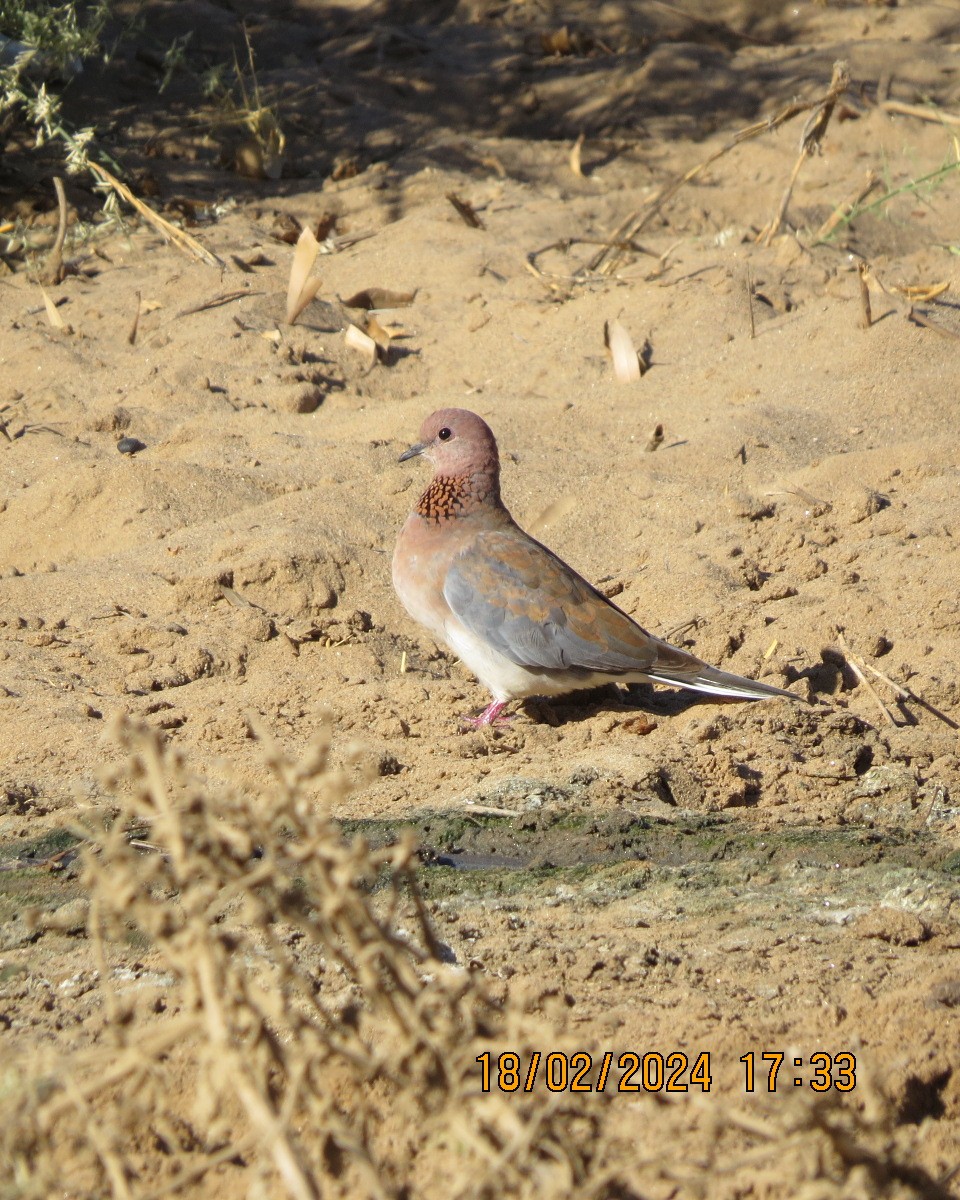 Laughing Dove - ML616478707