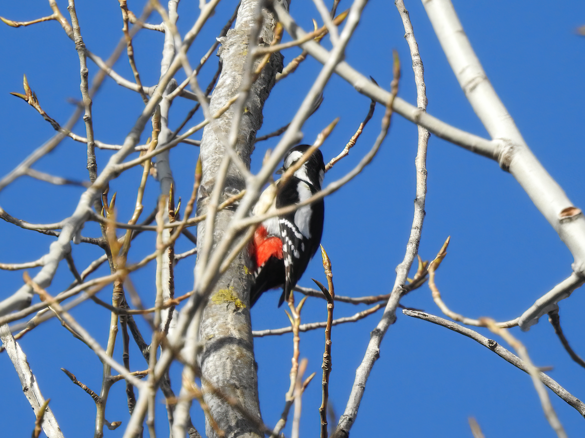 Great Spotted Woodpecker - ML616478851