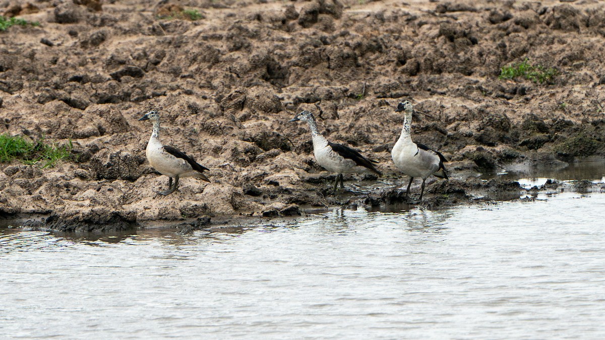 Knob-billed Duck - ML616478855