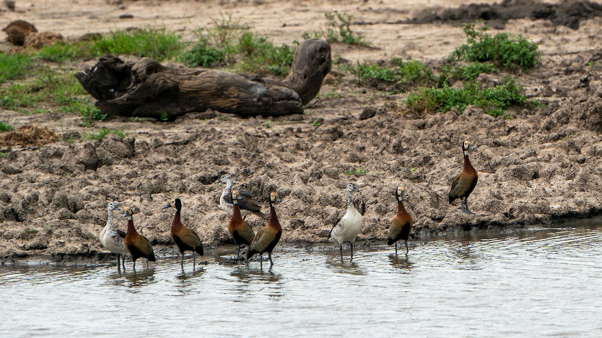 Knob-billed Duck - ML616478856