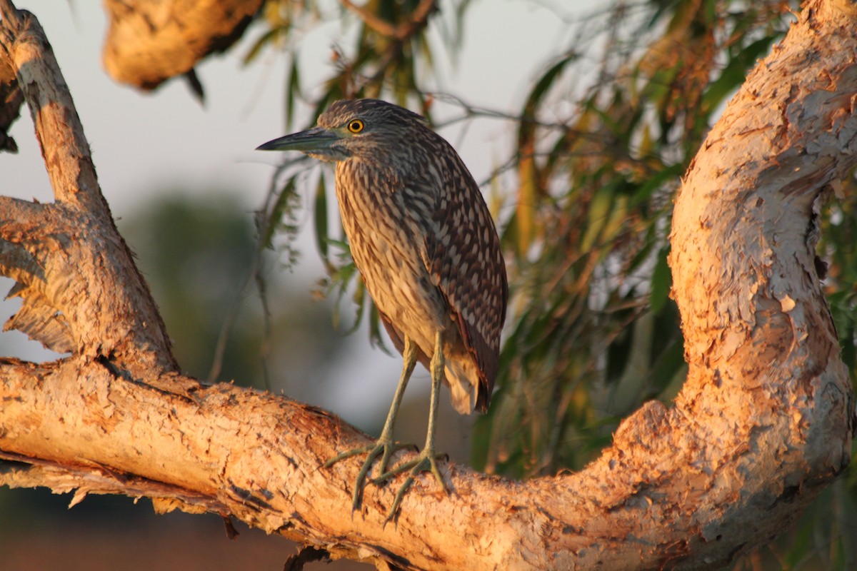 Nankeen Night Heron - ML616478860