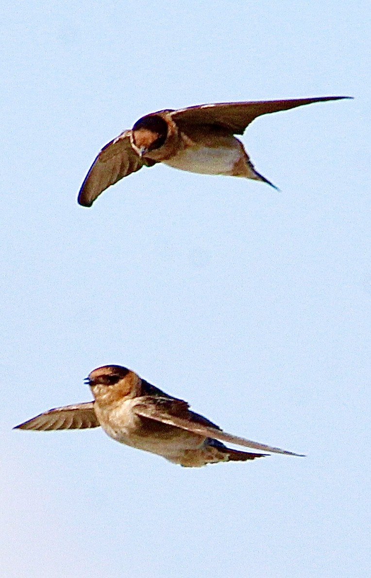 Cave Swallow - ML616478879