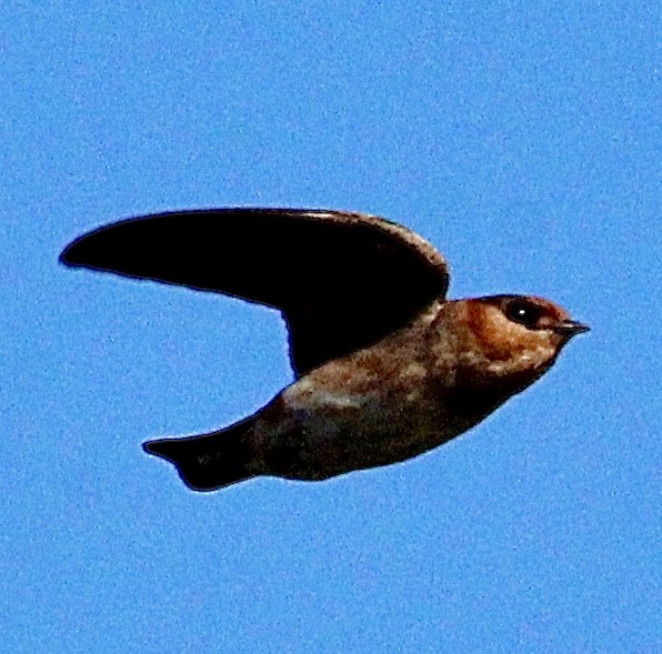 Cave Swallow - ML616478882