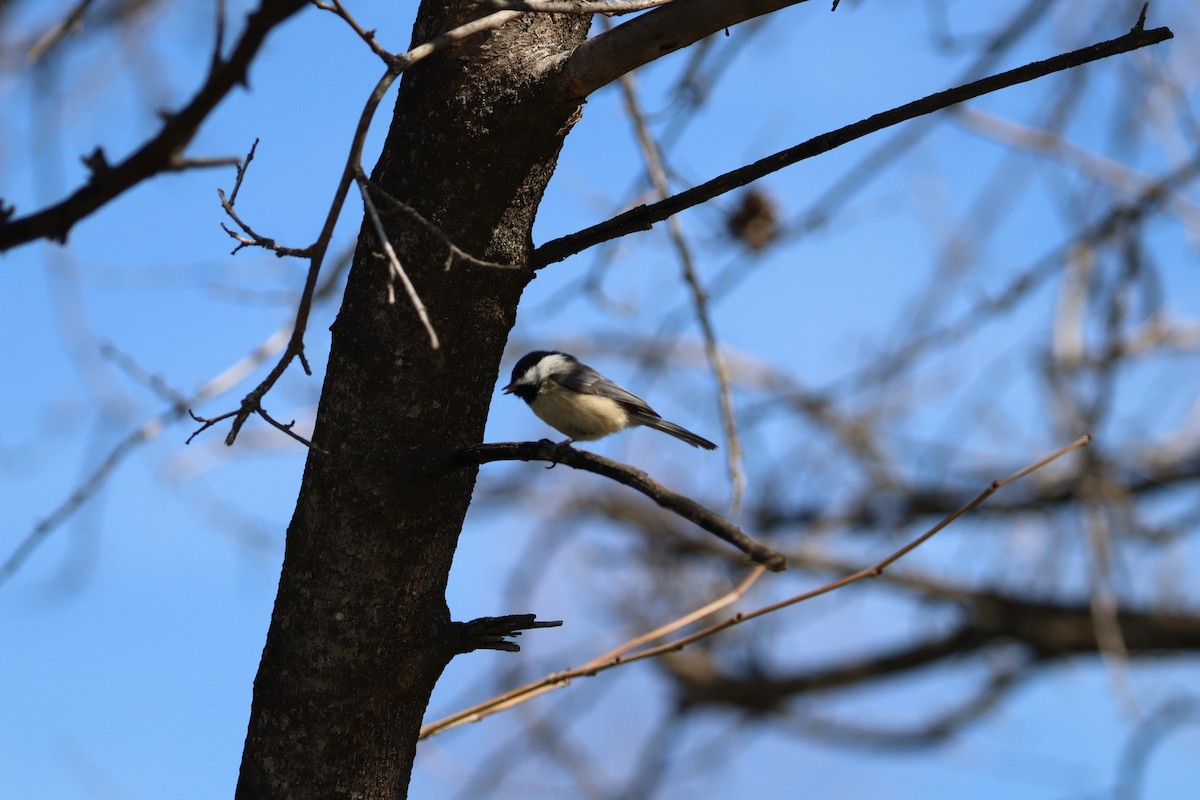 Black-capped Chickadee - ML616478900