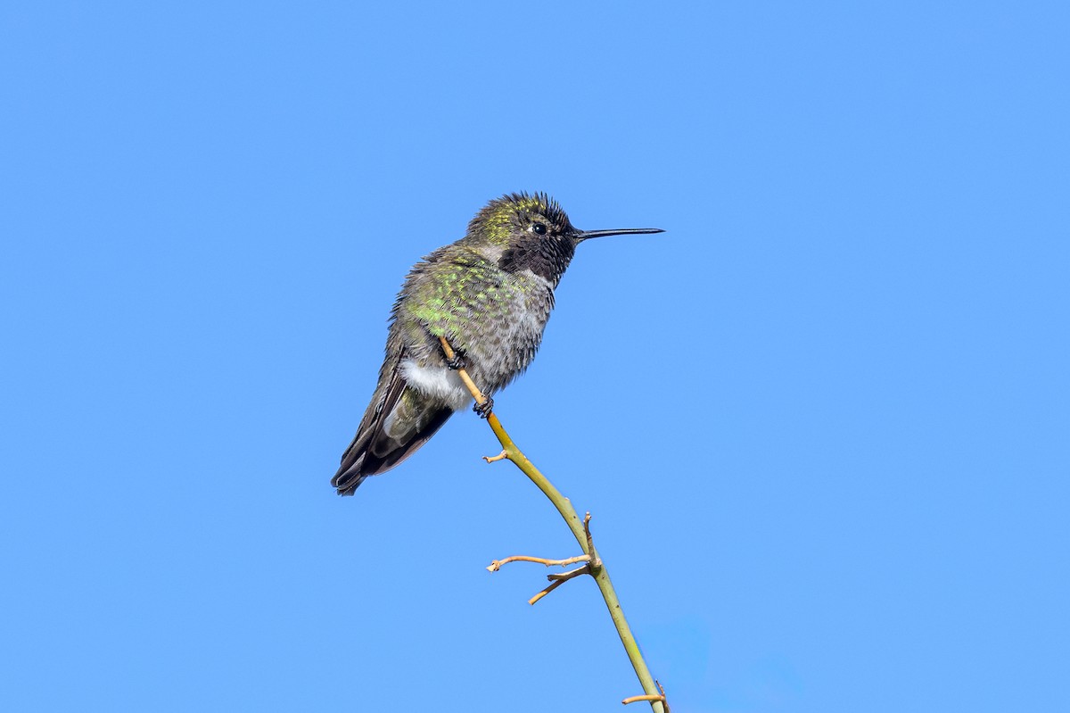 Anna's Hummingbird - ML616478918