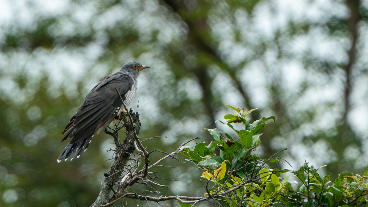 African Cuckoo - ML616478933