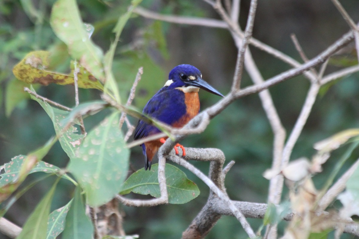 Azure Kingfisher - ML616478993