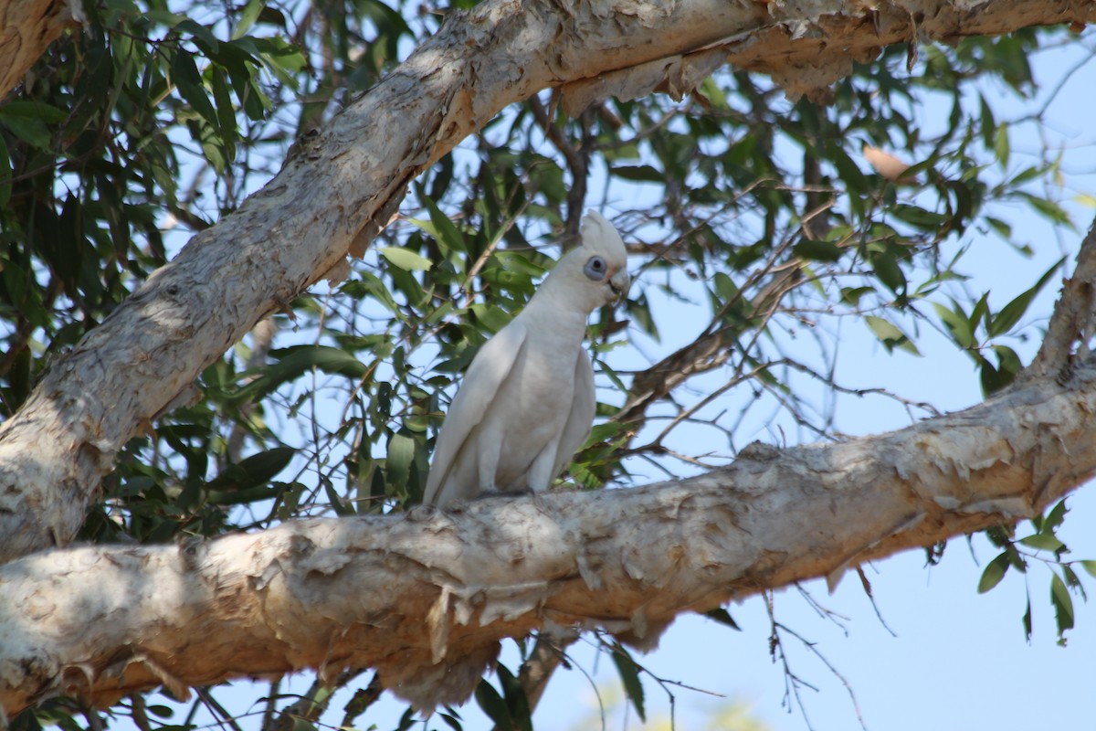 Little Corella - Corné Pieterse