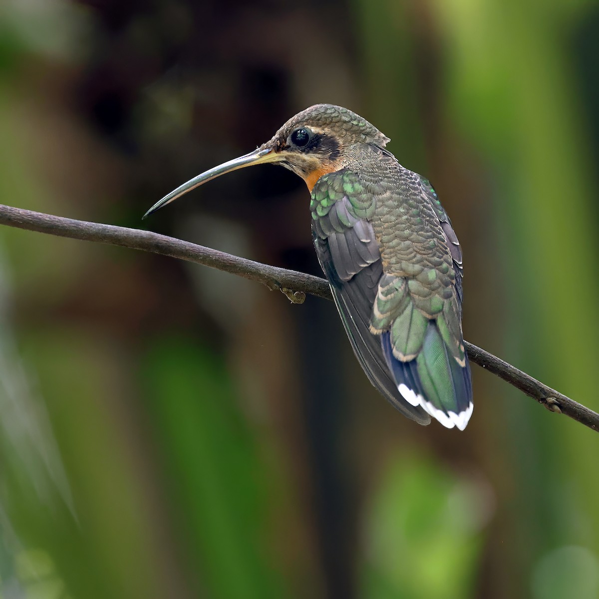 Полосатохвостый колибри-отшельник - ML616479094