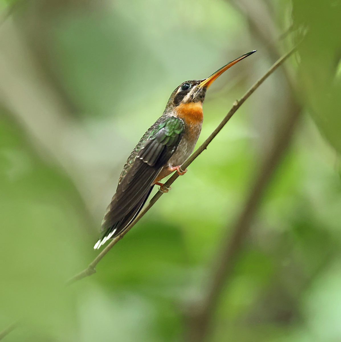 Полосатохвостый колибри-отшельник - ML616479129