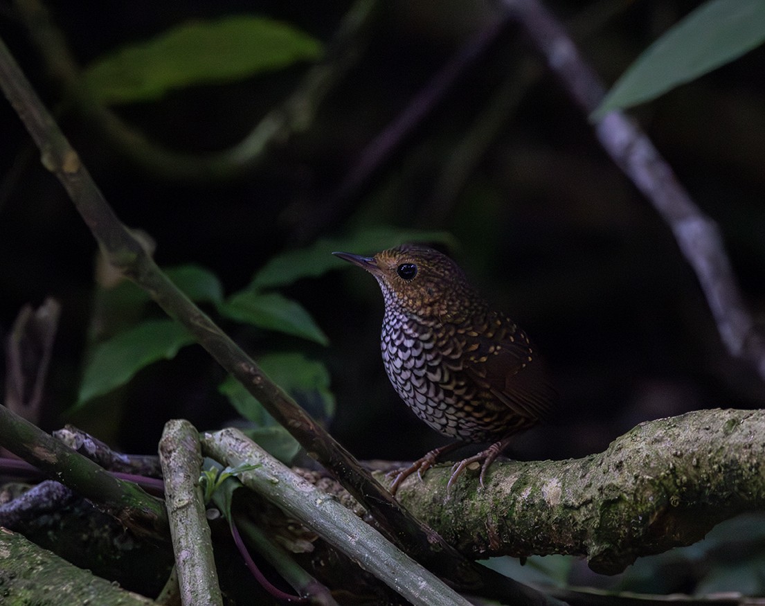 Pygmy Cupwing - Iván Mota