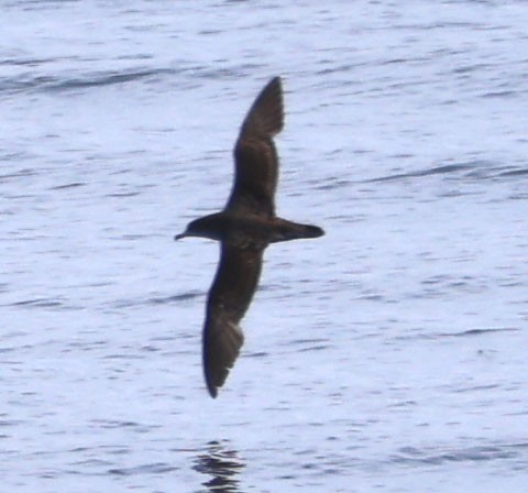 Pink-footed Shearwater - ML616479237